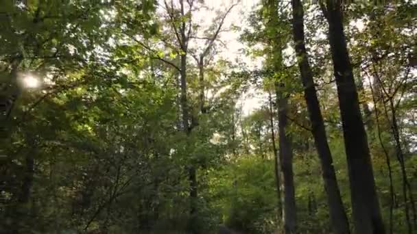 Herfst boslandschap met bomen per dag — Stockvideo