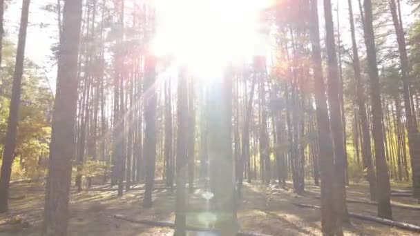 Herfst boslandschap met bomen per dag — Stockvideo