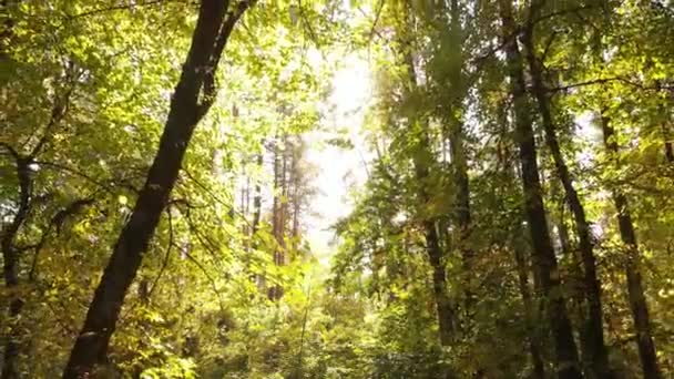 Herfst boslandschap met bomen per dag — Stockvideo