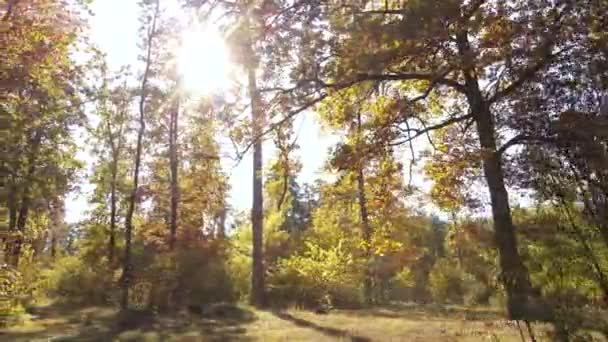 Осінній лісовий пейзаж з деревами за день — стокове відео
