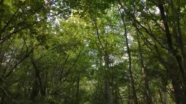 Paisagem florestal de outono com árvores por dia — Vídeo de Stock