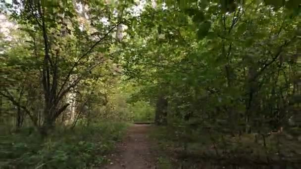 Autumn forest landscape with trees by day — Stock Video