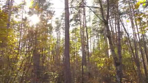 Gündüzleri ağaçlı sonbahar ormanı manzarası — Stok video