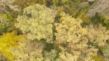 Gündüzleri ağaçlı sonbahar ormanı manzarası