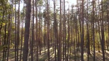 Gündüzleri ağaçlı sonbahar ormanı manzarası