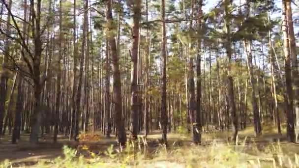 秋天的森林景观，白天植树 — 图库视频影像