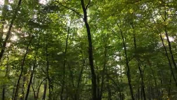 Paesaggio forestale autunnale con alberi di giorno — Video Stock