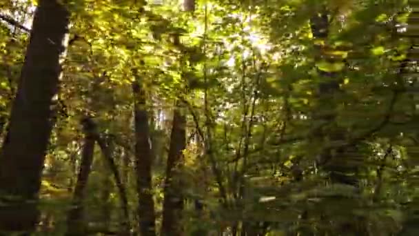 昼間は木のある秋の森の風景 — ストック動画