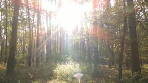 Herbstliche Waldlandschaft mit Bäumen bei Tag — Stockvideo