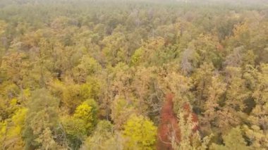 Bir sonbahar gününde ormandaki ağaçlar