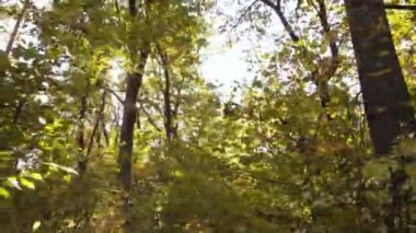 Bir sonbahar gününde ormandaki ağaçlar