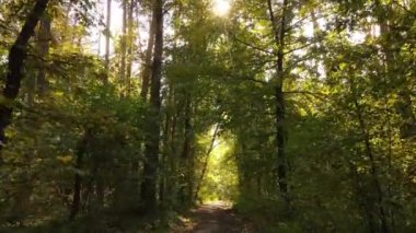 Bir sonbahar gününde ormandaki ağaçlar