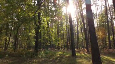 Bir sonbahar gününde ormandaki ağaçlar