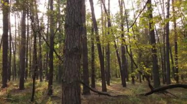 Bir sonbahar gününde ormandaki ağaçlar