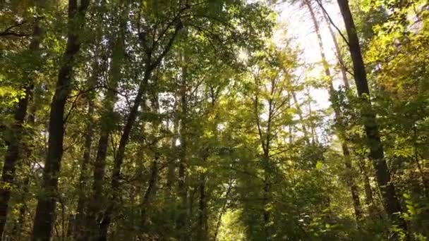 Paisagem florestal de outono com árvores por dia — Vídeo de Stock