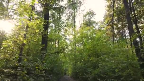 Bomen in het bos op een herfstdag — Stockvideo