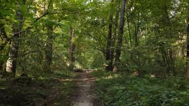 Bäume im Wald an einem Herbsttag — Stockvideo