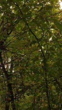 Gündüzleri ağaçlı dikey sonbahar ormanı, yavaş çekim