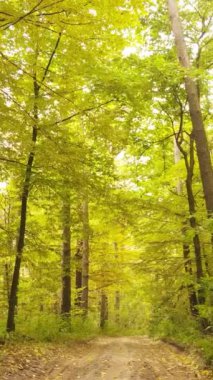 Gündüzleri ağaçlı dikey sonbahar ormanı, yavaş çekim