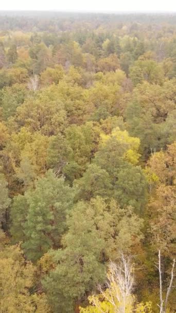 Κάθετη βίντεο φθινόπωρο δάσος με δέντρα την ημέρα, αργή κίνηση — Αρχείο Βίντεο