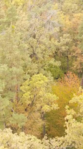 Вертикальне відео осінній ліс з деревами вдень, повільний рух — стокове відео