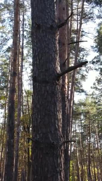 Vertikale Video Herbst Wald mit Bäumen bei Tag, Zeitlupe — Stockvideo