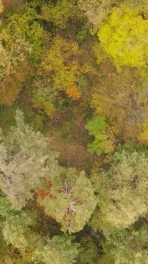 Gündüzleri ağaçlı dikey sonbahar ormanı, yavaş çekim