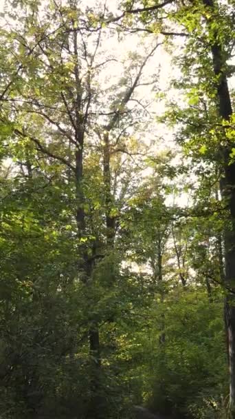 Vertikální video podzimní les se stromy ve dne, zpomalení — Stock video
