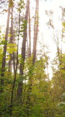 Gündüzleri ağaçlı dikey sonbahar ormanı, yavaş çekim