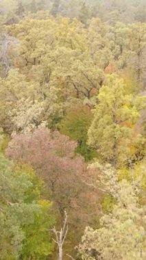 Gündüzleri ağaçlı dikey sonbahar ormanı, yavaş çekim