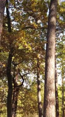 Gündüzleri ağaçlı dikey sonbahar ormanı, yavaş çekim