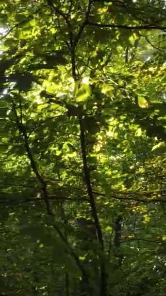 Вертикальное видео осенний лес с деревьями днем, замедленная съемка — стоковое видео