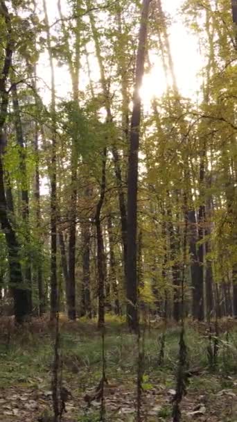 Vertikale Video Herbst Wald mit Bäumen bei Tag, Zeitlupe — Stockvideo