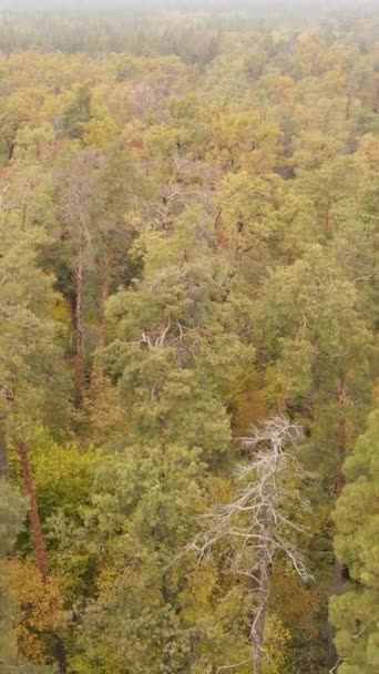 Video vertical pădure de toamnă cu copaci de zi, mișcare lentă — Videoclip de stoc