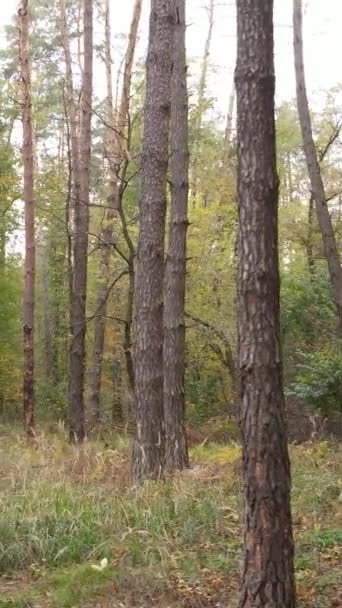 Вертикальное видео осенний лес с деревьями днем, замедленная съемка — стоковое видео