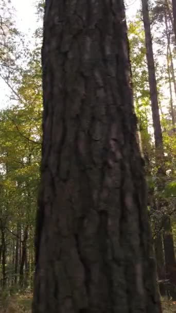Vertikal video höst skog med träd på dagen, slow motion — Stockvideo