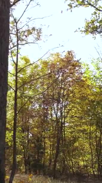 Video vertical pădure de toamnă cu copaci de zi, mișcare lentă — Videoclip de stoc