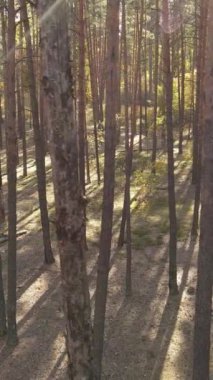 Gündüzleri ağaçlı dikey sonbahar ormanı, yavaş çekim