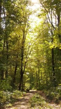 Gündüzleri ağaçlı dikey sonbahar ormanı, yavaş çekim