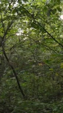 Gündüzleri ağaçlı dikey sonbahar ormanı, yavaş çekim