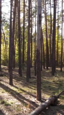 Gündüzleri ağaçlı dikey sonbahar ormanı, yavaş çekim