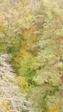 Gündüzleri ağaçlı dikey sonbahar ormanı, yavaş çekim