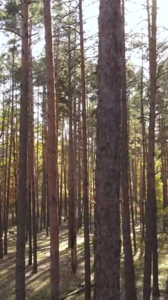 Вертикальное видео осенний лес с деревьями днем, замедленная съемка — стоковое видео