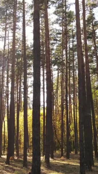 Vídeo vertical floresta de outono com árvores por dia, câmera lenta — Vídeo de Stock