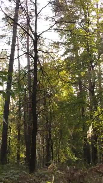 Vertical video autumn forest with trees by day, slow motion — Stock Video