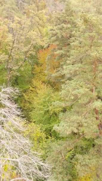 Vidéo verticale forêt d'automne avec arbres le jour, ralenti — Video