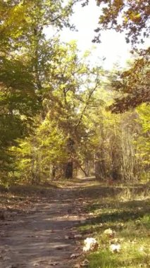 Gündüzleri ağaçlı dikey sonbahar ormanı, yavaş çekim