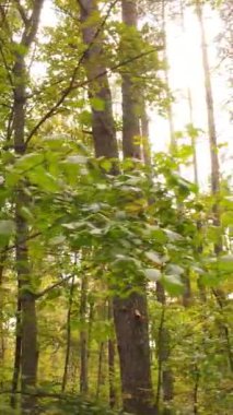 Gündüzleri ağaçlı dikey sonbahar ormanı, yavaş çekim