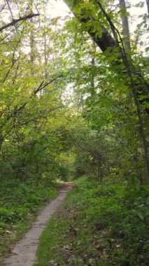 Gündüzleri ağaçlı dikey sonbahar ormanı, yavaş çekim
