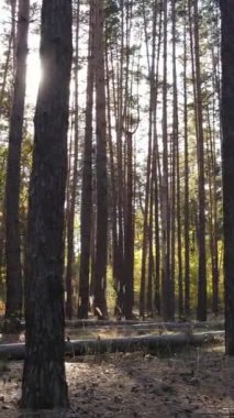 Bir sonbahar gününde bir ormanın dikey videosu